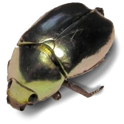 El escarabajo de oro, cuento de Edgar Allan Poe